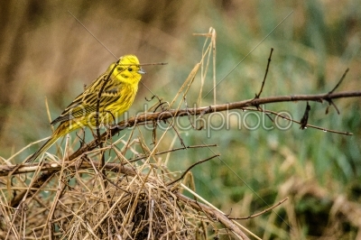 Yellowhammer sitting on a branch in nature