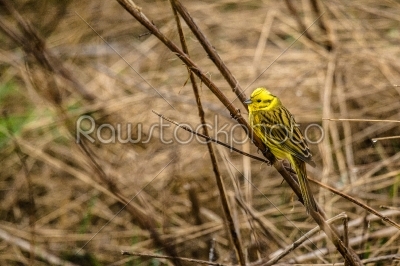 Yellowhammer sitting on a straw on a field
