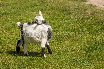 Young capra hircus goat on grass