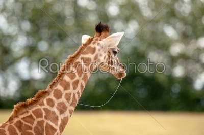 Young giraffe with slime in the mouth