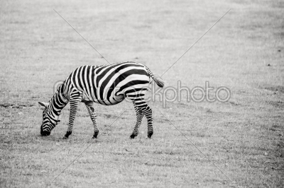Zebra in black and white on grass