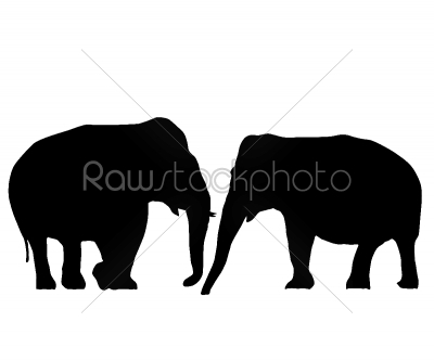Elephants in love