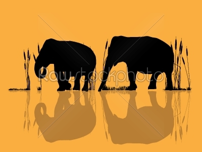 Elephants in the water