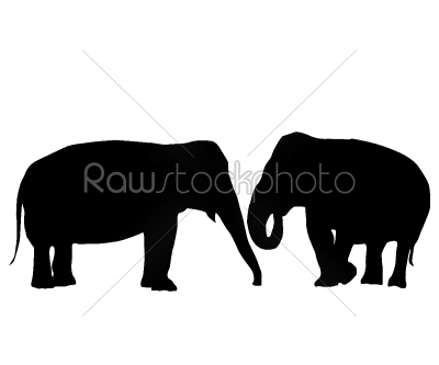 In love elephants