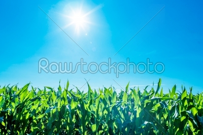 stock photo: sunshine over cornfield-Raw Stock Photo ID: 66262